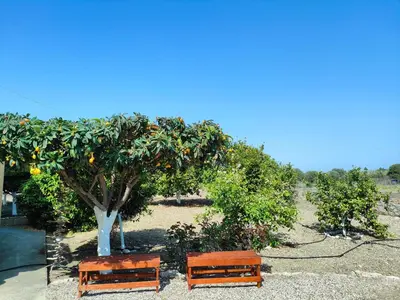 two benches in front of a citrus tree at Sunset View Appartment (Thanasis 3) in Kalavárda