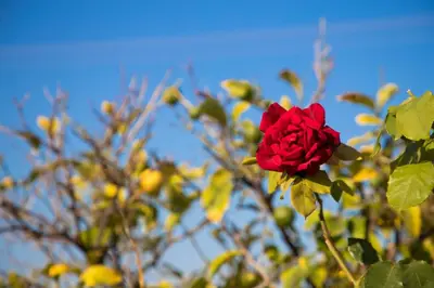 a red rose is growing on a tree at Livadi house in Theologos