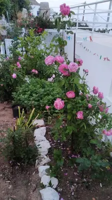 a bush of pink roses in a garden at Ornella's & Laura's secret place in Livadia