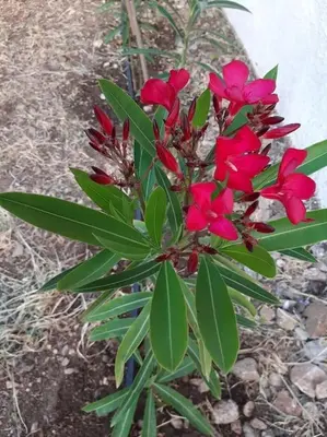 a plant with red flowers and green leaves at Annika's Summer Dream in Livadia