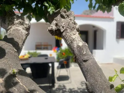 a close up of the trunk of a tree at Aegean Endless Summer Villa Pefkos in Pefki Rhodes