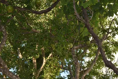 a tree with lots of branches and green leaves at Pervoli in Faliraki