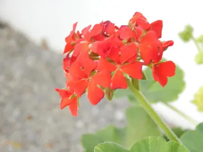 a red flower on a stem with green leaves at Pervoli in Faliraki