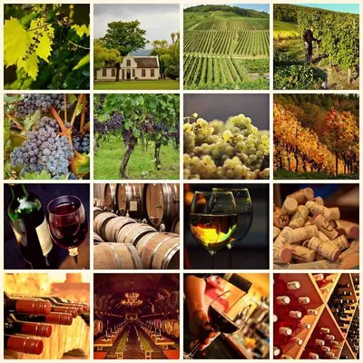 a collage of different pictures of grapes and wine at AGROLUX OASIS - A Private Pool Escape in Lush Agricultural Serenity in Sálakos