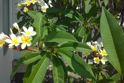 a tree with yellow and white flowers and green leaves at Villa Frangipani with large private pool, Rhodes in Lardos