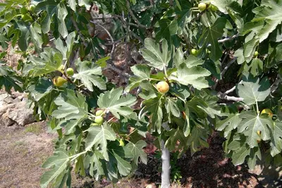 an apple tree with lots of fruit on it at Villa Frangipani with large private pool, Rhodes in Lardos