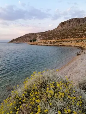 a beach with yellow flowers next to the water at OASIS APARTMENTS in Livadia
