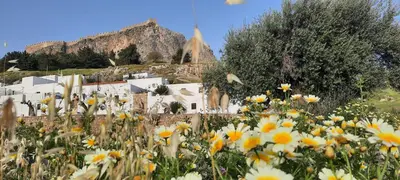 a field of flowers with a mountain in the background at Lindos Luxury Belfry Apartment in Líndos