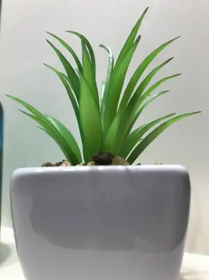 a white planter with a green plant in it at Faliraki Seadream apartment,50m from the beach in Faliraki