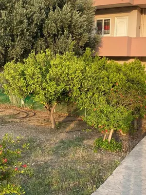 two small trees in front of a building at Fotis house in Afantou