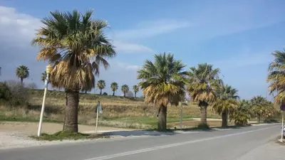 a street with palm trees on the side of a road at Emmanuel Apartments in Rhodes Town
