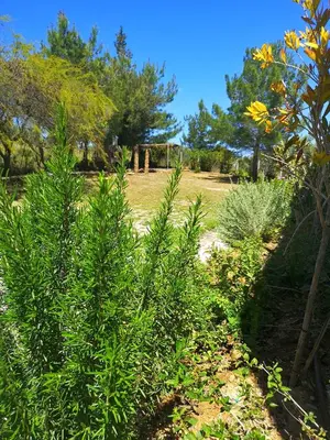 a group of plants in a field with trees at Chrysanthi Villa, Living in Nature in vlicha