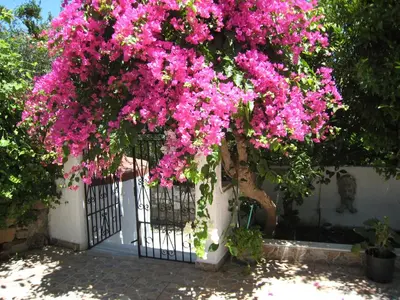 a bunch of pink flowers hanging over a fence at Eleftheria Lindian Studios I in Líndos