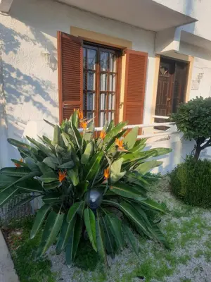 a plant with orange flowers in front of a house at Villa Bianca in Kremasti