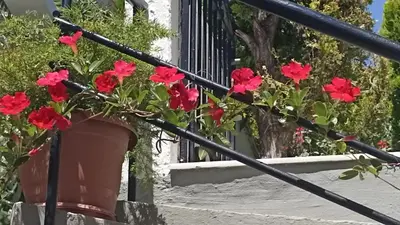 a pot of red flowers next to a stair railing at Charming garden apartment in Rhodes Town