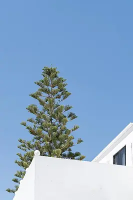 a christmas tree on top of a white wall at Absolute Kiotari Resort in Kiotari