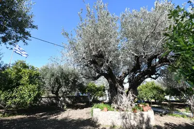 a large olive tree in a yard with an american flag at Villa Kavalino in Kolimbia