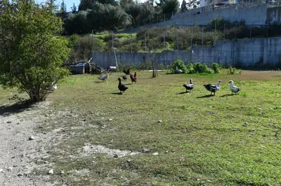 a group of birds walking in the grass at Villa Kavalino in Kolimbia