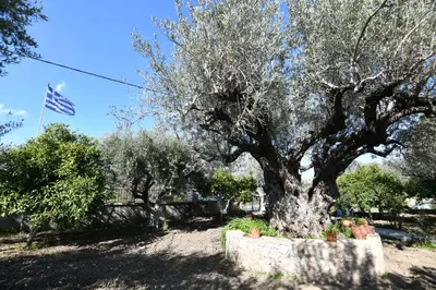 a large olive tree in a yard with an american flag at Villa Kavalino in Kolimbia