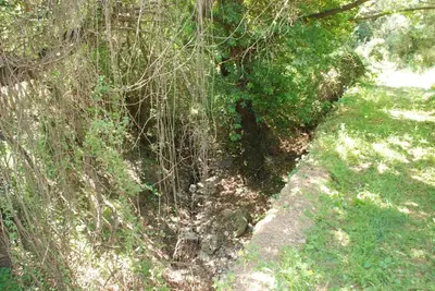 a forest filled with lots of trees and grass at Irene's Apartment In Salakos in Sálakos