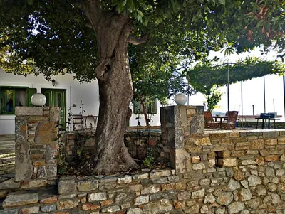 a tree in a stone wall next to a tree at Laurel LK Houses in Kritinia Rhodes in Kritinía