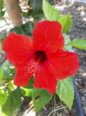 a red flower with droplets of water on it at Hibiscus Green Apartments in Afantou