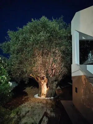 a large tree in front of a building at night at Hibiscus Green Apartments in Afantou