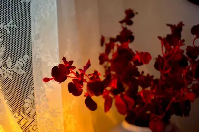 a vase filled with red flowers next to a curtain at Carmen Art Hotel in Rhodes Town