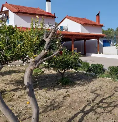 a tree in a yard next to a house at Aleyna house Lindos area in Líndos