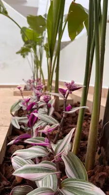 a row of plants with purple flowers and green leaves at Elefanti Nani in Livadia