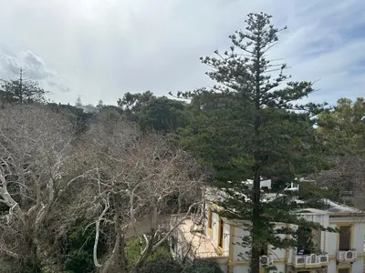 a group of birds sitting on top of a tree at Christos Apt - City Center w/ Royal Garden View in Rhodes Town