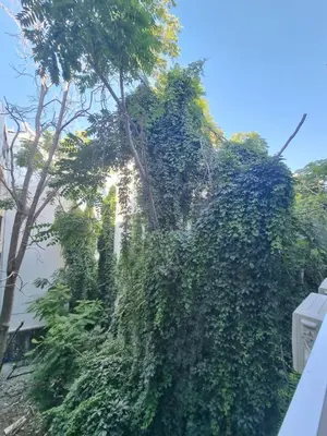 a bunch of trees on the side of a hill at Danae Luxury Apartment - Rhodes in Rhodes Town