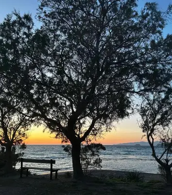 a bench under a tree on the beach at sunset at Dim Domus _ Apolakkia, South Rhodes in Apolakkiá