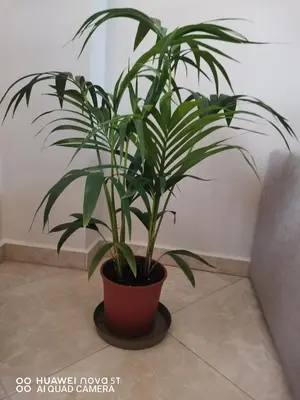 a plant in a pot sitting on a floor at Stella Luxury Apartment Kalathos in Kalathos