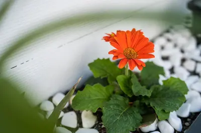 a red flower in a pot on a ledge at Villa Eunomia in Gennadi