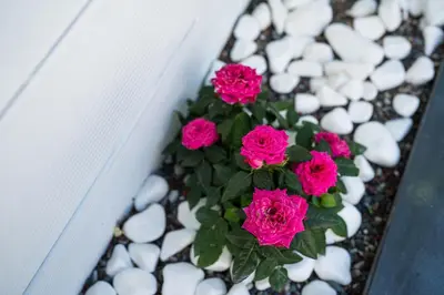 a group of pink flowers in a pot at Villa Eunomia in Gennadi