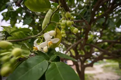 a tree with white flowers and green leaves at CASA DI'ELEN in Faliraki