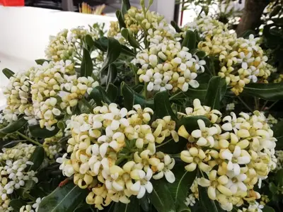 a bunch of white flowers on a plant at CASA DI'ELEN in Faliraki