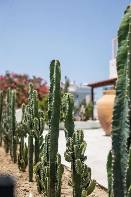 a group of cactus plants in a garden at Nόka Suite Apartments in Faliraki