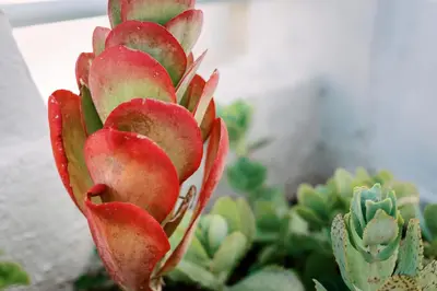 a succulent plant with red leaves in a garden at Olympia's Cozy Guesthouse in Psinthos