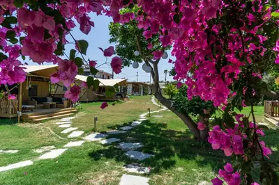 a tree with pink flowers on it in a yard at LOGOS Beach Village in Theologos